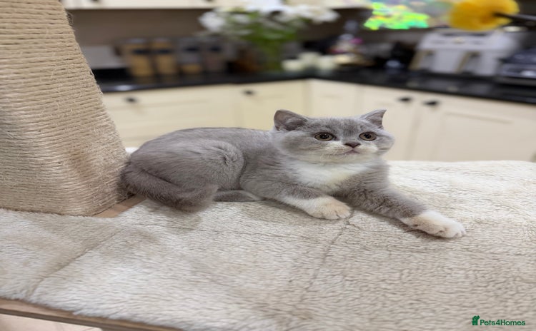 British Shorthair cats Full Pedigree Registered BSH kittens  - Advert 2