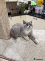 British Shorthair cats Full Pedigree Registered BSH kittens - Advert 9