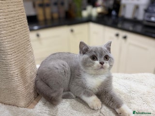 British Shorthair cats Full Pedigree Registered BSH kittens - Advert 5