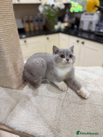 British Shorthair cats Full Pedigree Registered BSH kittens - Advert 2