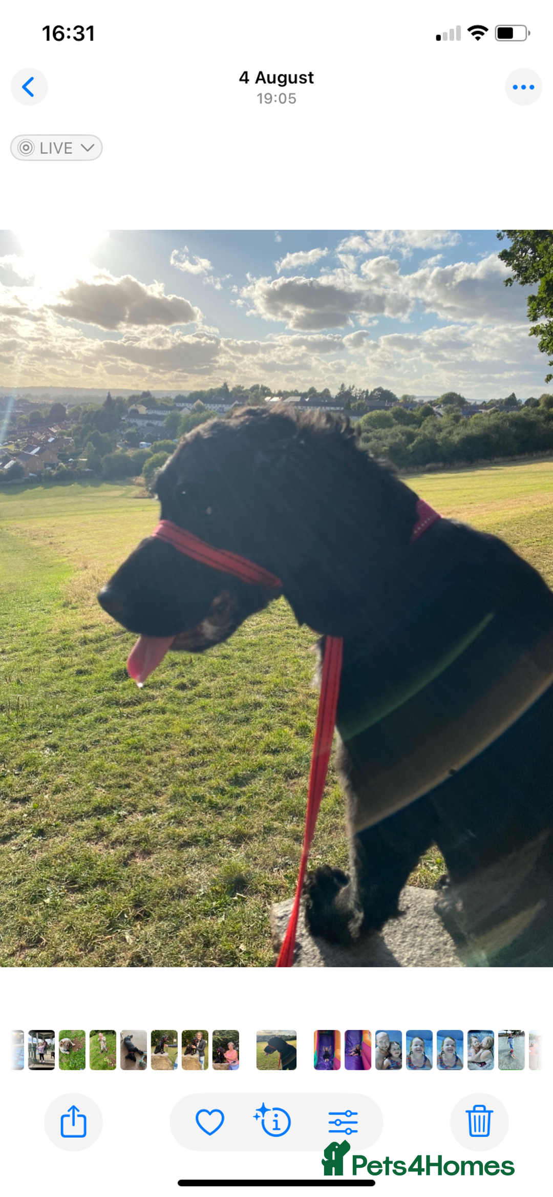Mixed Breed dogs for sale: Sprocker spaniel cross - Image 7