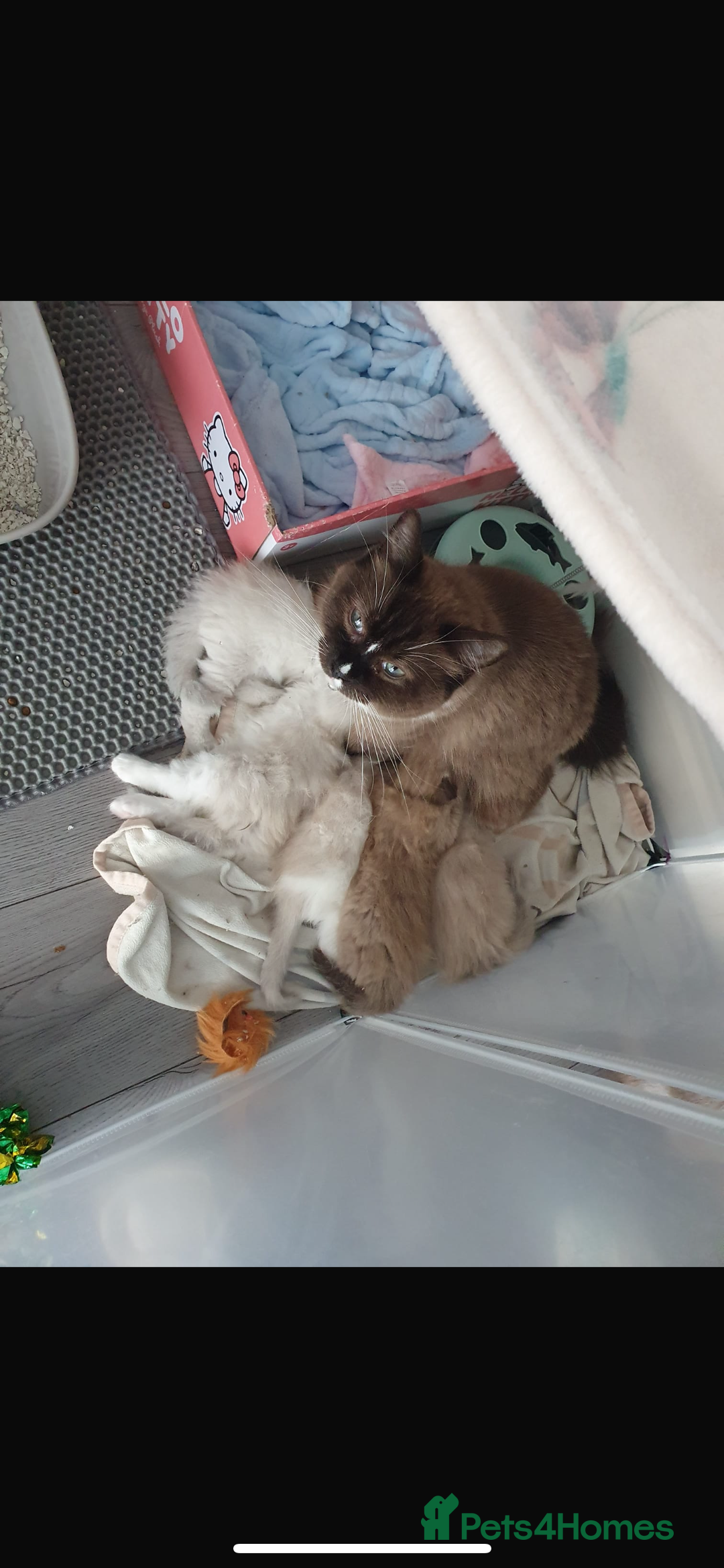 Ragdoll cats for sale: Blue mitted mink ragdoll ( male)  - Image 5