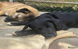 Mixed Breed dogs for adoption: Barney - Norwich norfolk  - Image 26