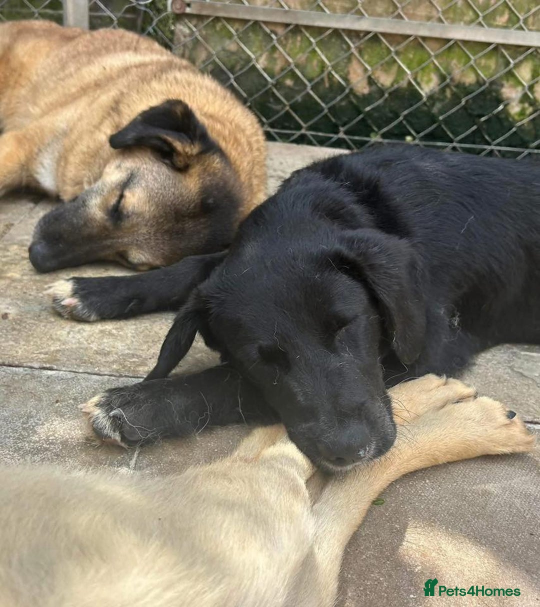 Mixed Breed dogs for adoption: Barney - Norwich norfolk  - Image 26