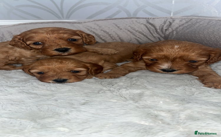 Cavapoo dogs - Advert 3