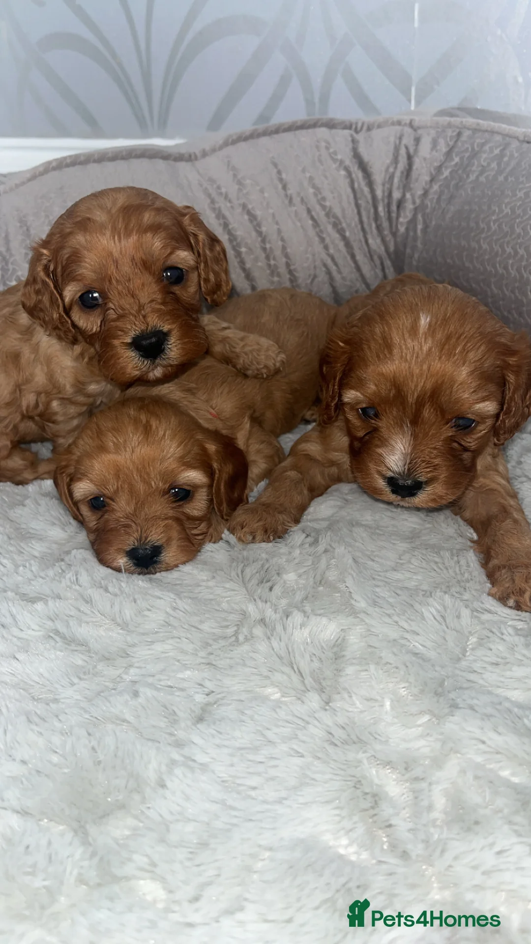 Cavapoo dogs for sale: F1 Cavapoos  - Advert 2