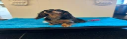 Miniature Dachshund dogs for sale: Beautiful babies ready now !  - Advert 10