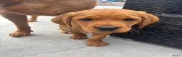 Cockerdor dogs for sale:  Cockerdor fox red puppies - Advert 10