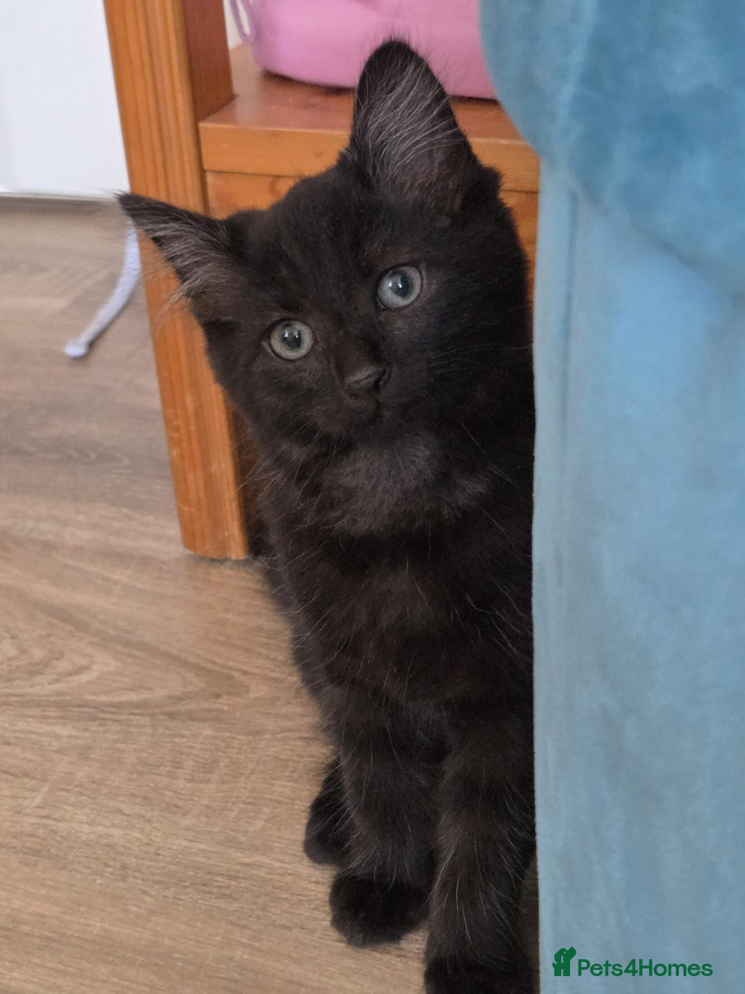 Mixed Breed cats Playful and Adorable Kittens for their new Homes!! - Advert 2