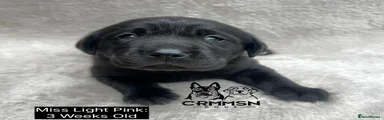 Labrador Retriever Puppy 2