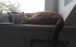 Mixed Breed cats for adoption: Garfield Ginger Boy - Image 2