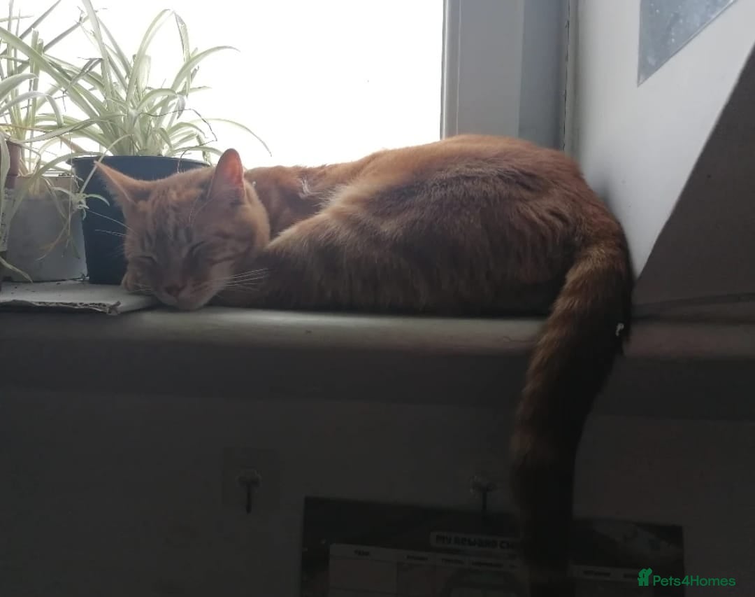 Mixed Breed cats for adoption: Garfield Ginger Boy - Image 2