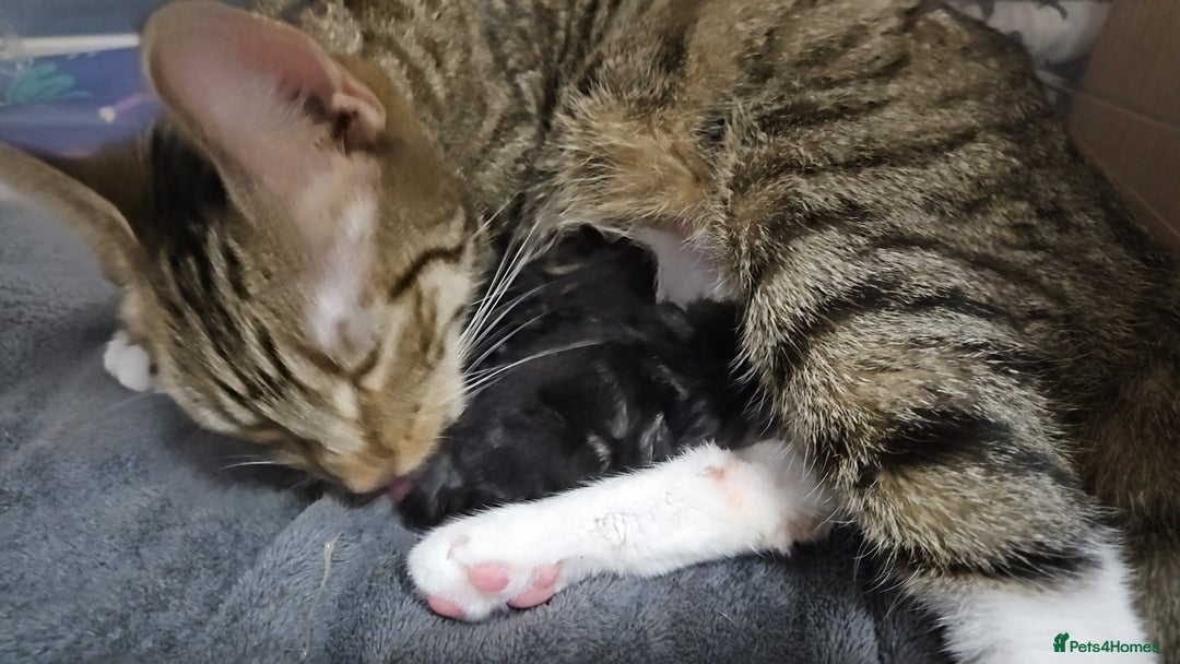 Mixed Breed cats for sale: 2 beautiful girls available  - Image 5