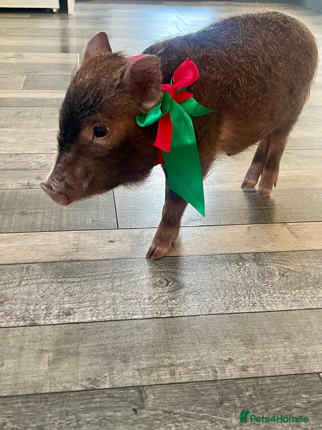 Pig livestock for sale: Real life miniture Richard ham micro pig  - Advert 11