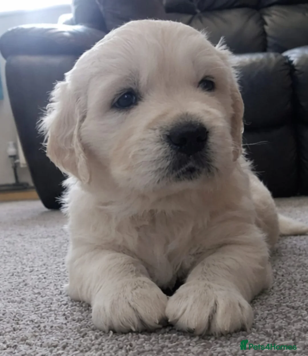 Golden Retriever dogs for sale:  Golden Retriever Puppies( only 2 girls available) - Advert 1