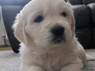 Golden Retriever dogs Golden Retriever Puppies( only 2 girls available) - Advert 2