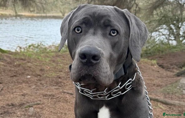 Cane Corso dogs Cane corso puppy  - Advert 2