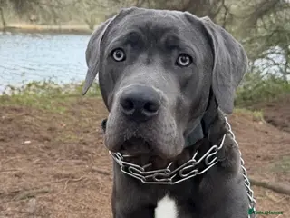 Cane Corso dogs Cane corso puppy - Advert 2