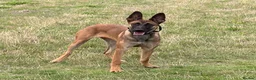 Belgian Shepherd Dog dogs for sale: Mali/dutch Female BRN  - Advert 8