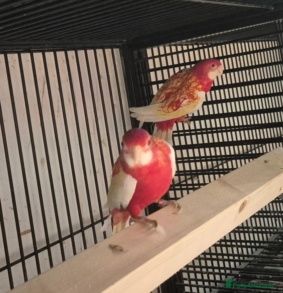 Parakeets birds for sale: FINCHES to parrots - Advert 3