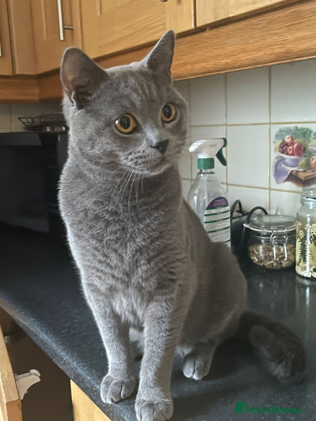 British Shorthair cats for sale: Coco and Layla  - Image 2