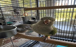 Parakeets birds for sale: Male green quaker - Image 2