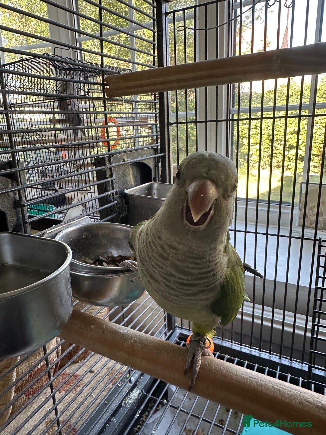 Parakeets birds for sale: Male green quaker - Image 2