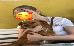 Mixed Breed dogs for sale: Peke-a-Chon puppies 🐶  - Image 25