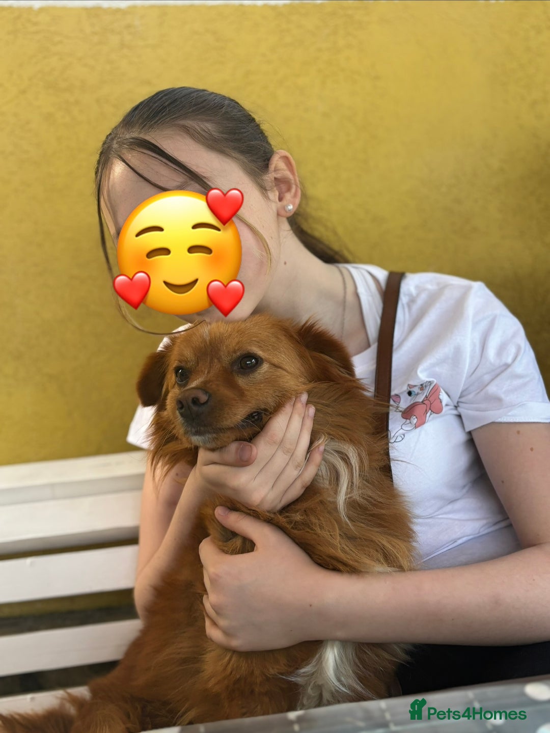 Mixed Breed dogs for sale: Peke-a-Chon puppies 🐶  - Image 25