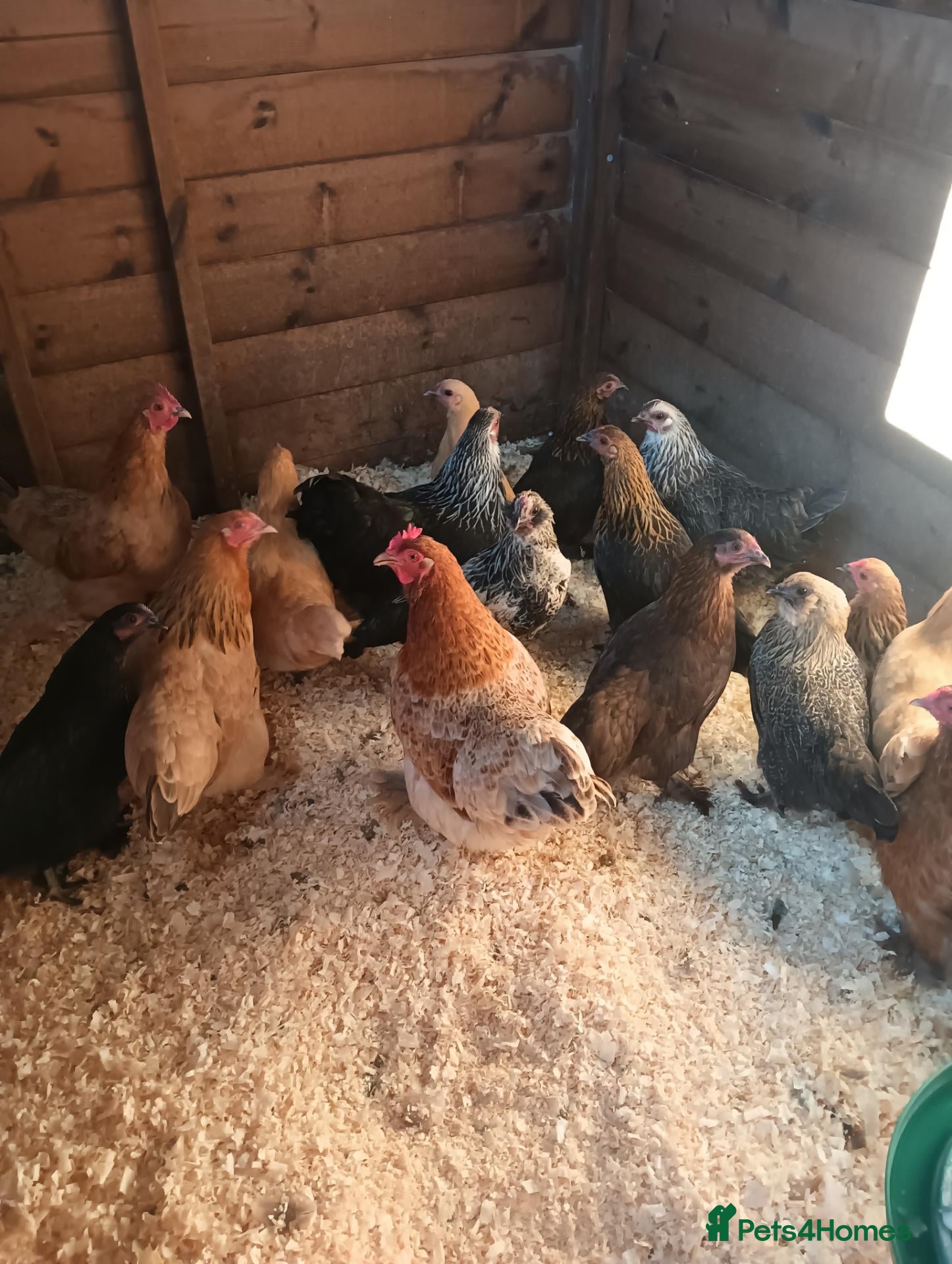 Chickens poultry POL Pekin Bantams - Advert 1