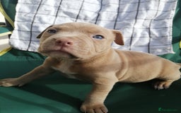 American Bully dogs for stud: American Bully For Stud in London - Image 10