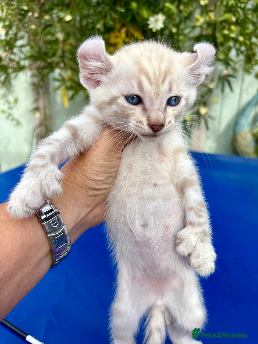 Keetso cats for sale: Gob smacking curled eared polydactyl male  - Image 24