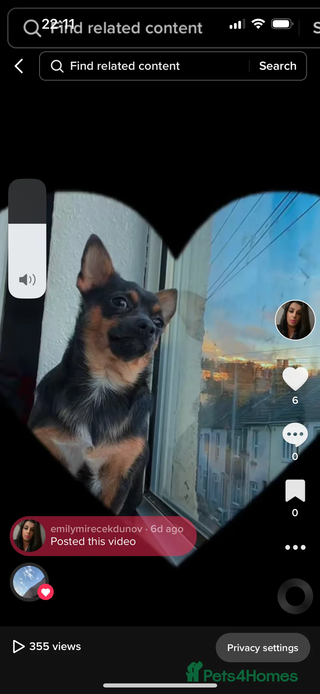 Chihuahua dogs for sale: He name is gucci  - Advert 2