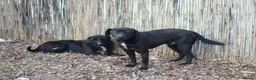 Mixed Breed dogs for adoption: Benny | Bouncy, Loving & Full of Puppy Joy 💜 - Advert 29