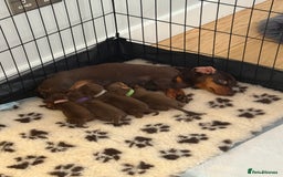 Dachshund dogs for sale: Miniature Chocolate Dachshund Girl♥️ READY NOW⭐️ - Image 5