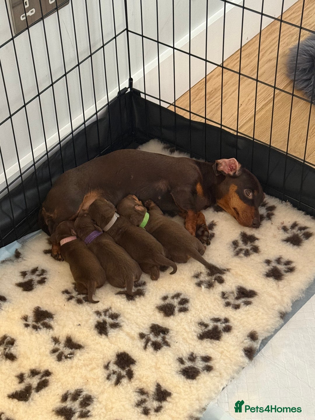 Dachshund dogs for sale: Miniature Chocolate Dachshund Girl♥️ READY NOW⭐️ - Image 5