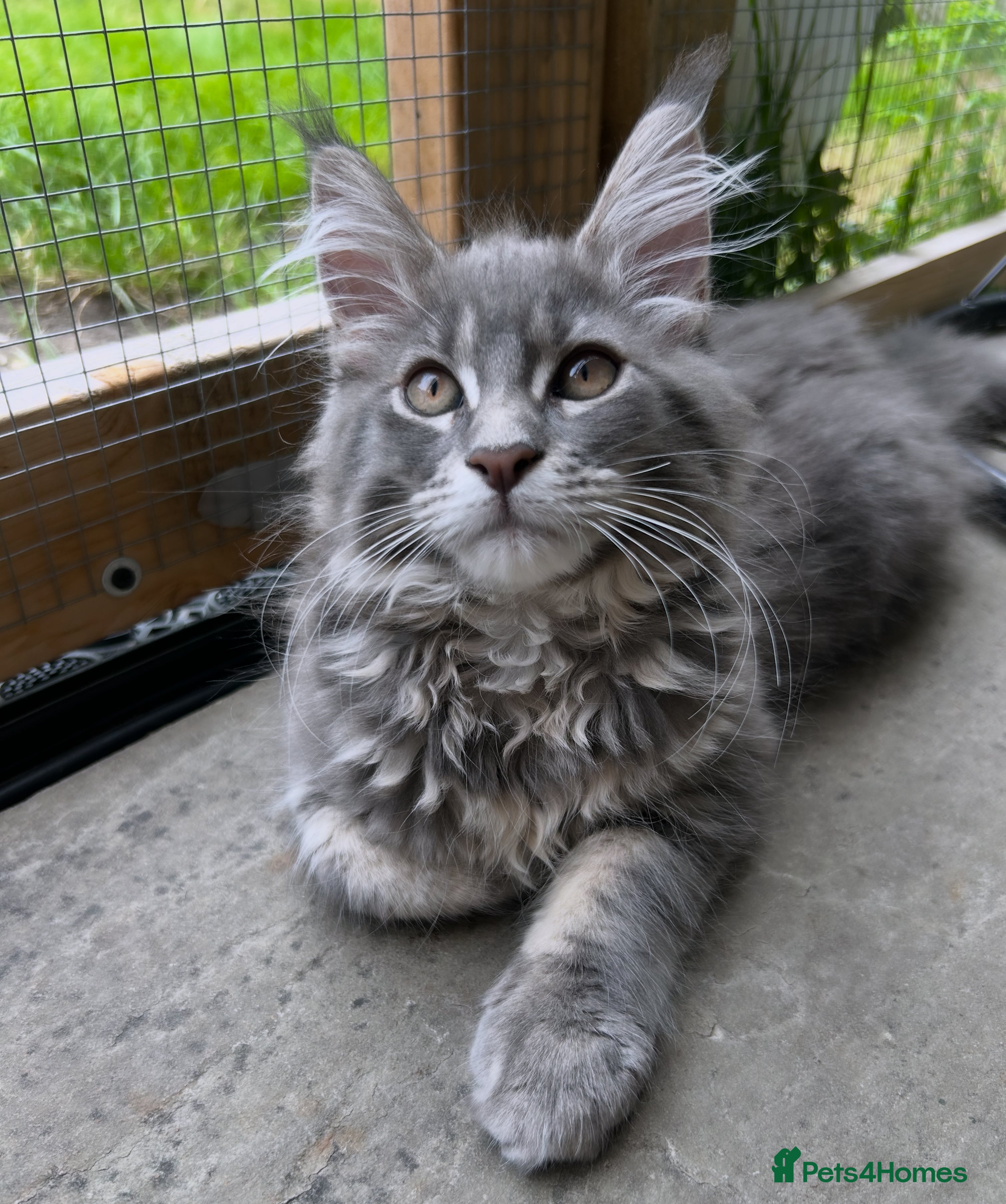 Maine Coon cats Pedigree Maine Coon Kittens TICA Registered - Advert 2