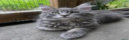 Maine Coon cats for sale: TICA Maine Coon Girls Ready Now DNA clear  - Advert 26
