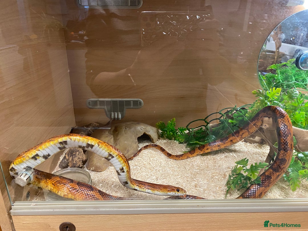 Corn Snake reptiles for sale: 10 years old comes with full set up - Advert 3