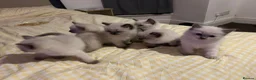 Ragdoll cats for sale: Beautiful Ragdoll kittens ready to leave - Advert 7
