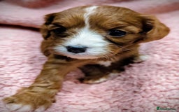 Cavapoo dogs for sale: Amazing quality cavapo litter  - Advert 12