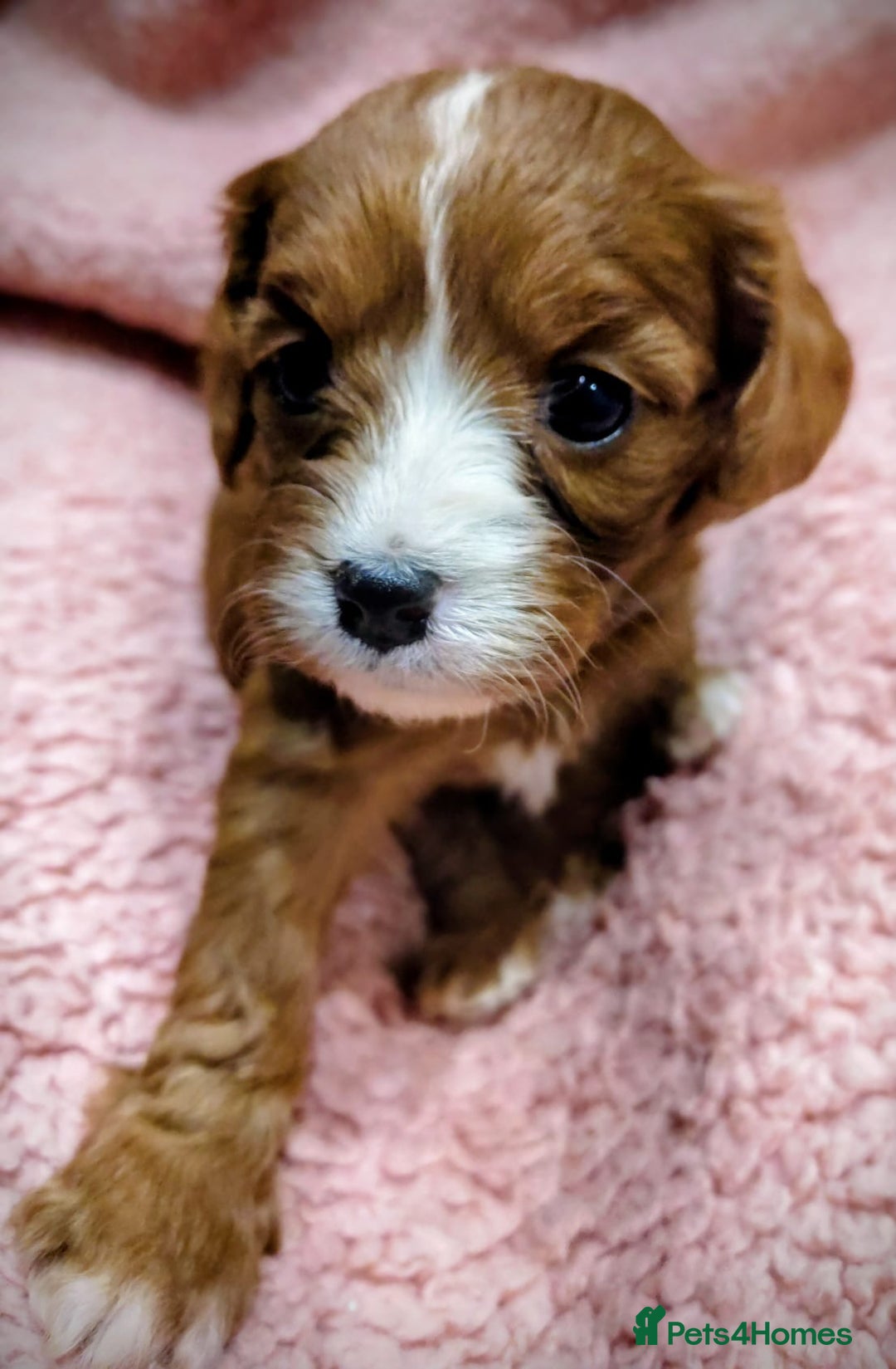 Cavapoo dogs for sale: Amazing quality cavapo litter  - Advert 12