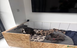 Whippet dogs for sale: 4 bedlington whippet cross whippet puppies  - Image 13