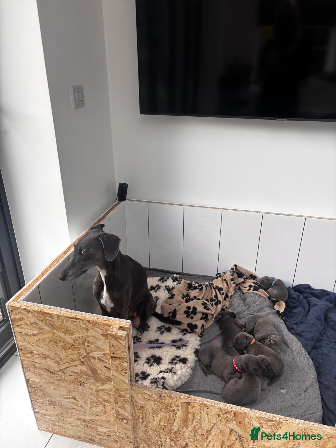 Whippet dogs for sale: 4 bedlington whippet cross whippet puppies  - Image 13