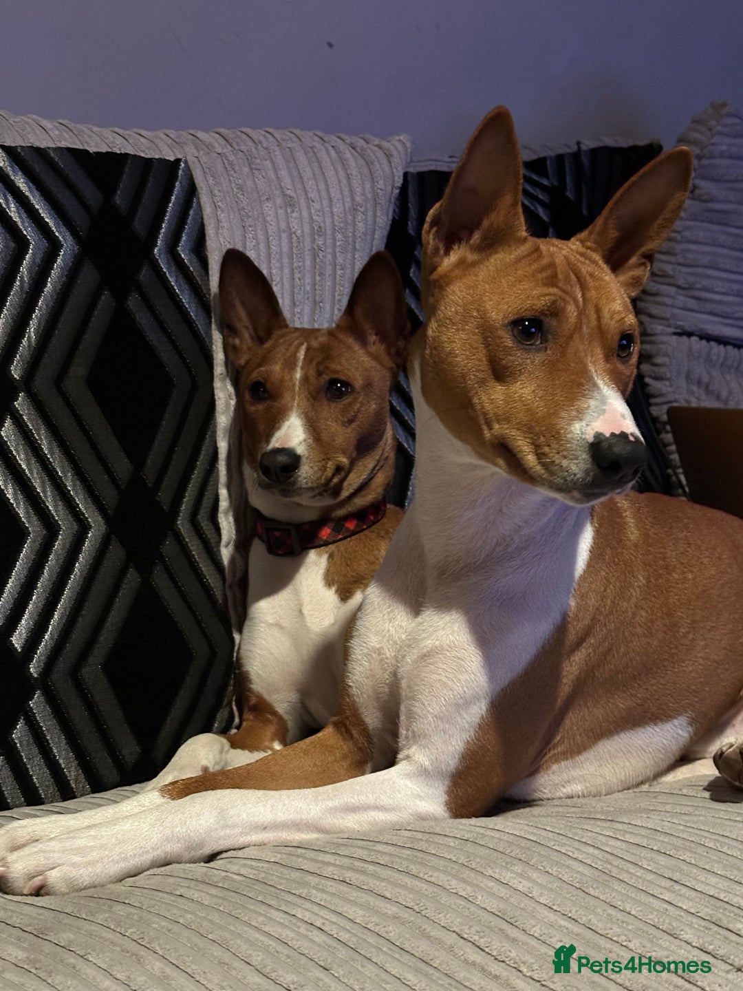 Basenji dogs for sale:  basenji puppies from pure breed mother father kc - Advert 9