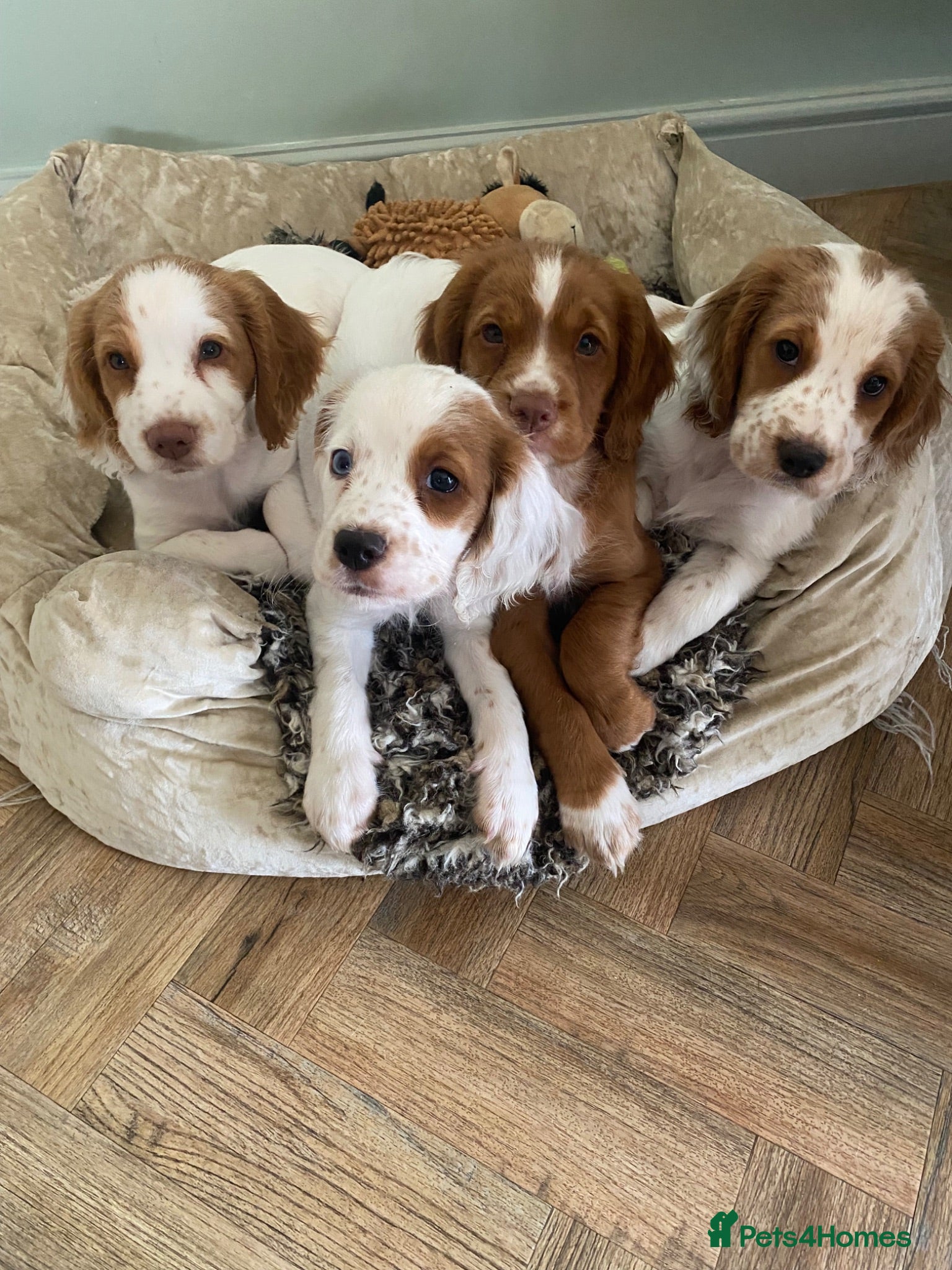 Cocker Spaniel dogs Cocker spaniel puppies  - Advert 2