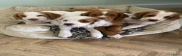 Cocker Spaniel dogs for sale: Cocker spaniel puppies  - Advert 1