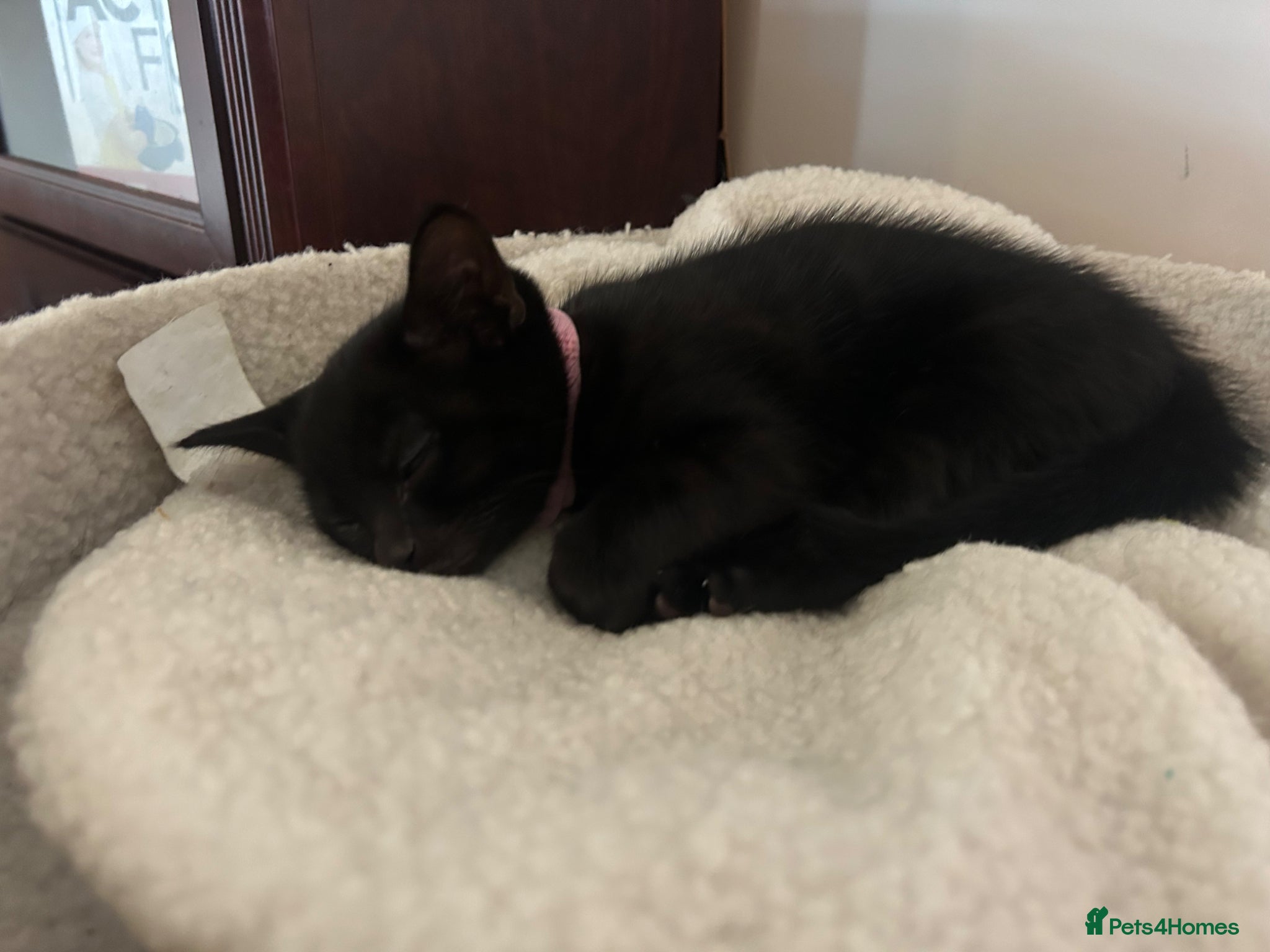 Mixed Breed cats for sale: Pretty black kitten for sale  - Advert 5