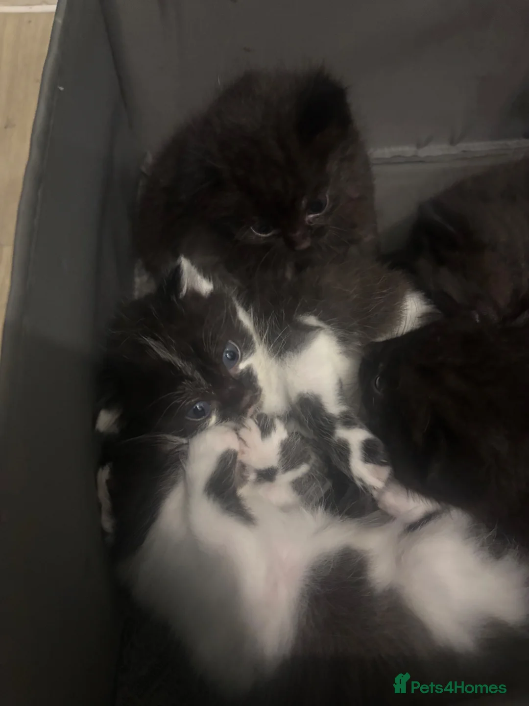 Mixed Breed cats for sale: Kittens for sale  - Advert 11