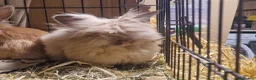 Lionhead rabbits for sale: Purebred double maned super fluffy lionhead girls - Advert 9